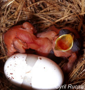 066-egg hatching, nestling begging
